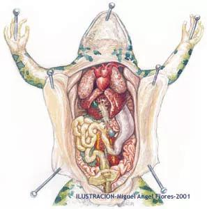 青蛙的肺示意图图片
