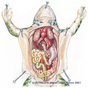蛙的内脏解剖图图片