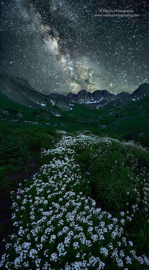 花若繁星