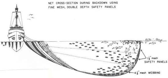 Medina Panel 渔网配合backing down 操作，海豚更容易逃生。图片来源：FAO