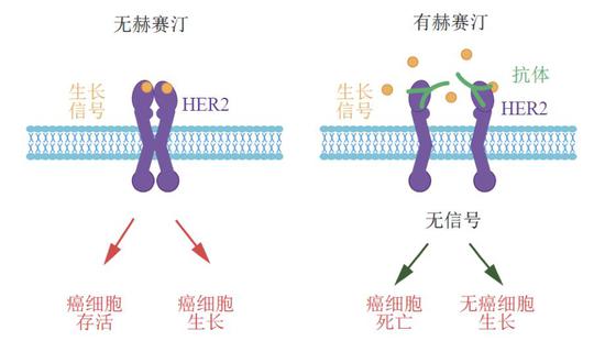 图:赫赛汀按捺HER2信号和癌细胞助长