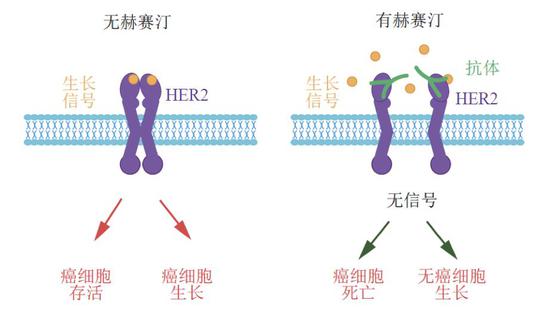 图：赫赛汀抑制HER2信号和癌细胞生长