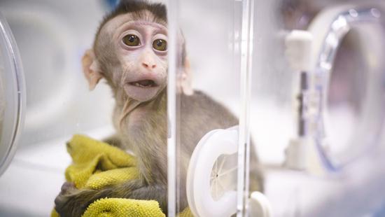 首批体细胞克隆猴诞生  中科院神经所再次取得重大成果的背后  
