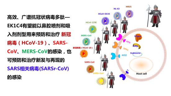 高效、广谱抗冠状病毒多肽— EK1C4