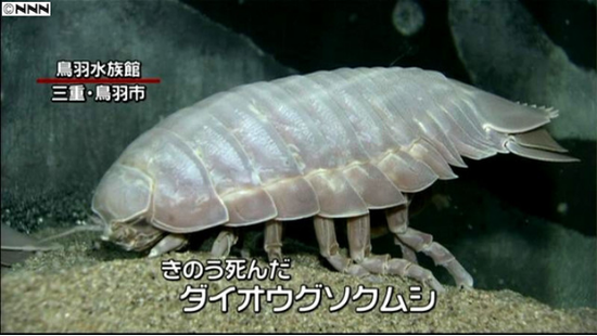 日本三重县水族馆的一只大王具足虫时隔两年再次发生了排便