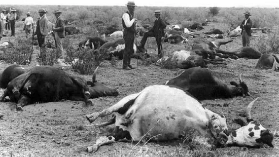 　1896年南非弗雷堡的牛瘟。图片来源：Veterinary History Society of Onderstepoort Veterinary Research Institute