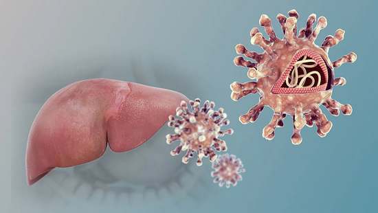 丙型肝炎病毒图示 | Wikimedia， scientificanimations.com / CC BY-SA 4.0（https：//creativecommons.org/licenses/by-sa/4.0）