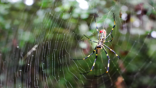 数百万只巴掌大的蜘蛛入侵美国东海岸，科学家却说这是件好事