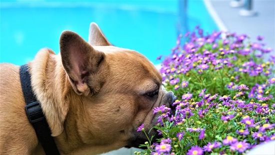 经同行评议的研究表明，狗狗经过训练后可以闻出某些癌症和结核病的特定气味。但长远来看，人工智能电子鼻可能更加经济有效。