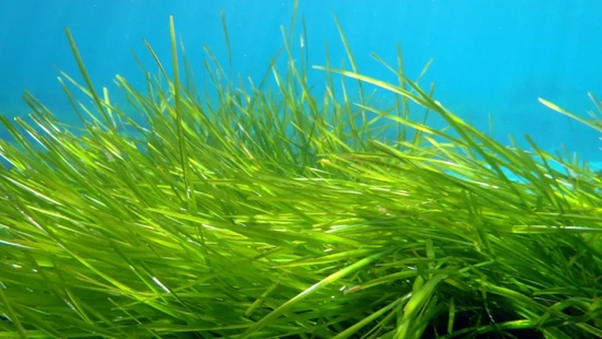 大洋海神草（Posidonia oceanica）的寿命可达数十万年。图片来源：wikipedia