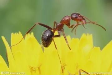 蚂蚁（来源网络）