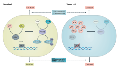 PRMT5-MTAP旁系致死机制