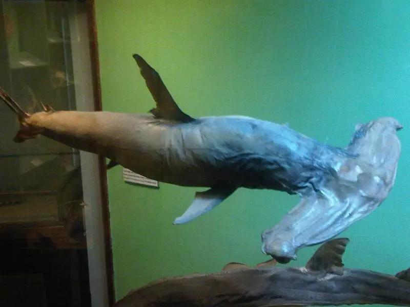 马耳他国家自然历史博物馆中的双髻鲨标本。图:Emőke Dénes / Wikipedia