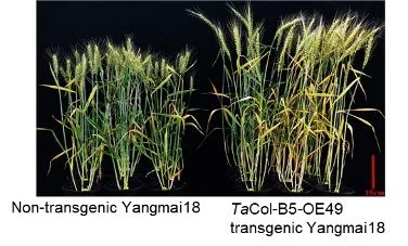 携带TaCOL-B5基因的扬麦18（右）比对照组更高大，产量更高。受访者供图