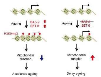  ▲表观遗传调控因子通过调节线粒体功能来调控神经系统老化的模型（图片来源：参考资料[1]）