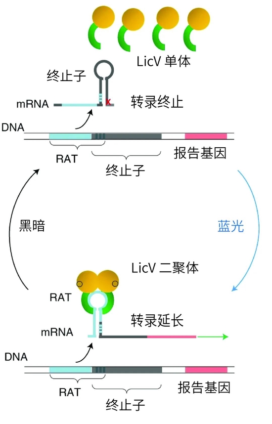 华东理工大学团队开发出光控的RNA开关，有望真正实现精准医疗