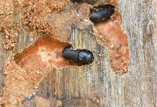 正在“入侵”树木的树皮甲虫
