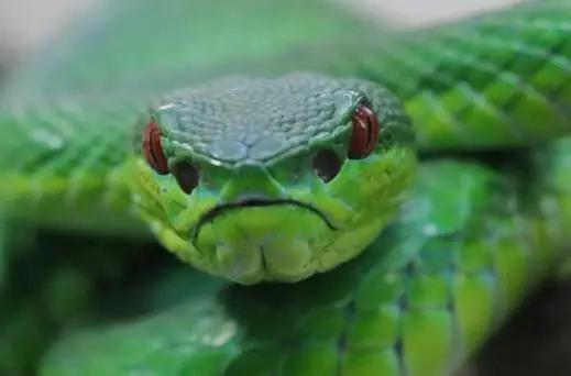 福建竹叶青，眼前方的大孔为颊窝，颊窝前方的小孔为鼻孔（图片来源：中科院成都生物研究所，朴弋戈）