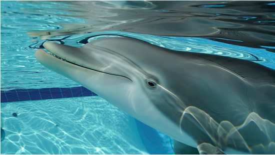「新浪科技综合」中国海洋馆迎来“机器海豚”！每只2600万美元新浪科技综合2020-08-19 09:22:270阅