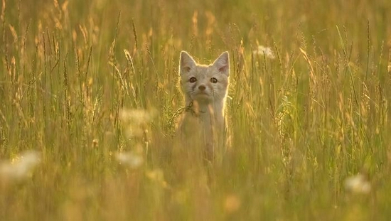 新浪科技综合|微单相机专用 适马正式发布150-600mm F5-6.3 DG DN OS