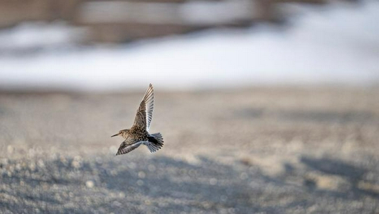 新浪科技综合|微单相机专用 适马正式发布150-600mm F5-6.3 DG DN OS