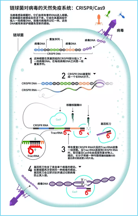 细菌体内的CRISPR/Cas9系统示意图 来源：诺贝尔奖官网（翻译Ryan）
