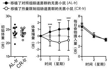  左一：移植了对照组肠道菌群的无菌小鼠（AL-tr）与小鼠移植了热量限制组肠道菌群的无菌小鼠（CR-tr）的初始体重没有明显差异左二：喂养高脂饮食的第0-3星期两种小鼠的体重增加变化。AL-tr小鼠体重增加，而CR-tr小鼠体重出现了下降。左三：喂养高脂饮食的第0-3星期两种小鼠每日摄入饮食量。图片来源：参考文献[4]