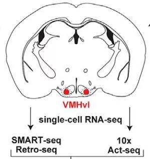  ▲小鼠大脑切面中，红色指示的就是下丘脑VMHvl（图片来源：参考资料[1]）