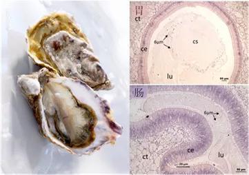 　在被污染牡蛎的胃和肠中观察到6 µm的聚苯乙烯微珠