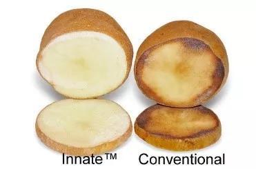 图8 Innate Potato与传统马铃薯对比