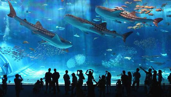  ▲日本大阪水族馆，其“沉浸式设计”被认为是业内典范