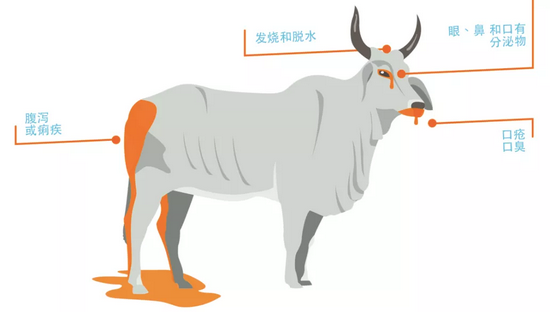 　　牛瘟的症状。图片来源：rinderpestvigilance.com