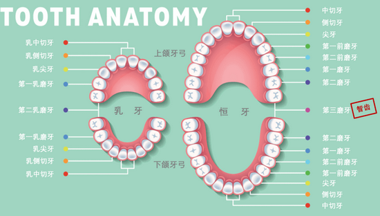 乳牙牙弓（左）与恒牙牙弓（右），提供的空间明显不同（图片来源：mouthpower）