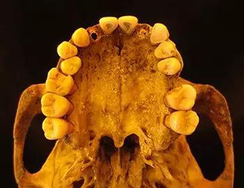 通过研究来自来自一个中世纪（公元1100年）德国的中年男子的牙齿，人类学家可以发现很久以前人们吃什么、得什么病。ChristinaWarinner