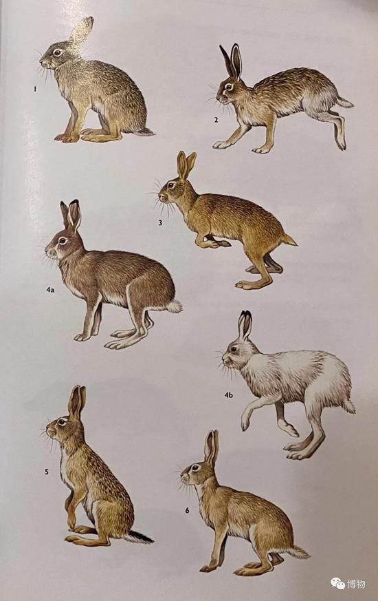 ���ӵĴ���