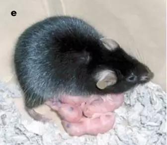 史上第一只孤雌小鼠“辉夜姬”以及它生的孩子。图片来源：参考资料3