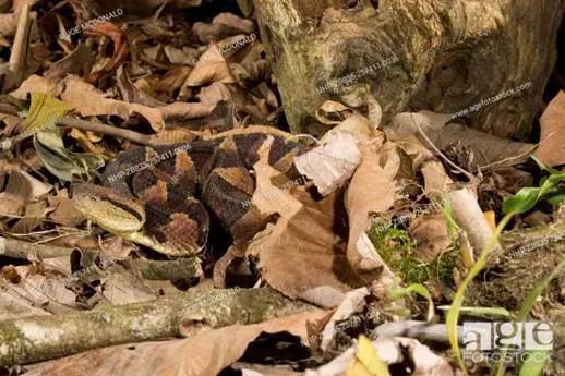 跳跃矛头蝮（图来源：Agefotostock.com）