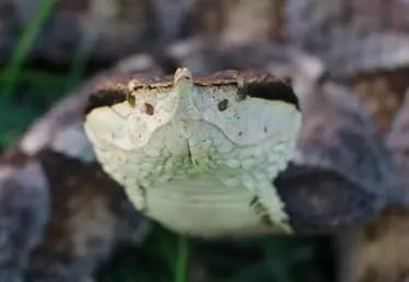 可见约脸颊部位的颊窝（尖吻蝮）（图片来源：中科院成都生物研究所，朴弋戈）