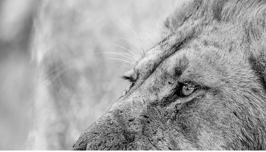 新浪科技综合|微单相机专用 适马正式发布150-600mm F5-6.3 DG DN OS