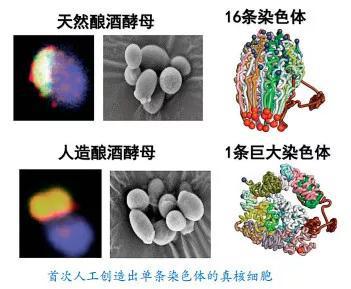 7。 非人灵长类模型与脑连接图谱钻研