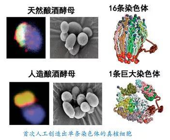 7。 非人灵长类模型与脑连接图谱研究