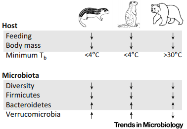  冬眠动物的微生物变化（图片来自：参考资料6）
