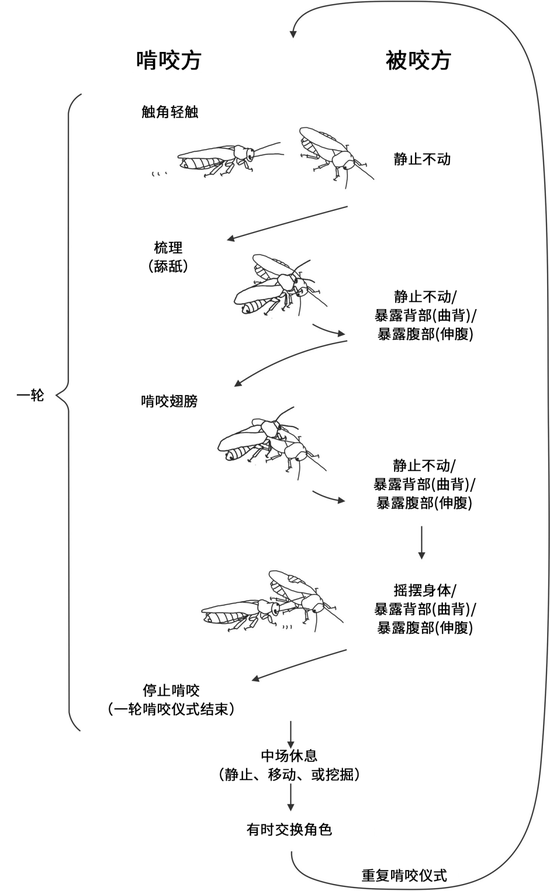 蟑螂我只是失去了翅膀得到的却是真爱