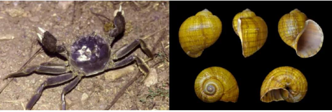 中国大闸蟹原生于亚洲，但已入侵欧洲及北美洲。福寿螺是一种淡水蜗牛，从原生地南美洲借由水族贸易入侵世界各地。