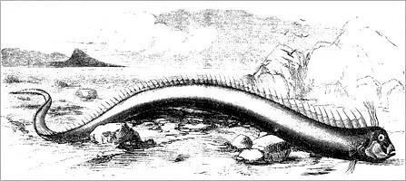 1860年在百慕大被冲上岸的皇带鱼就被描述为大海蛇 