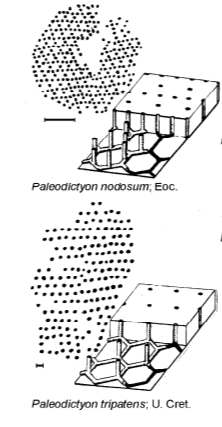 Paleodictyon 家族的化石。图片来源:(DOI)10.1016/j.dsr2.2009.05.015