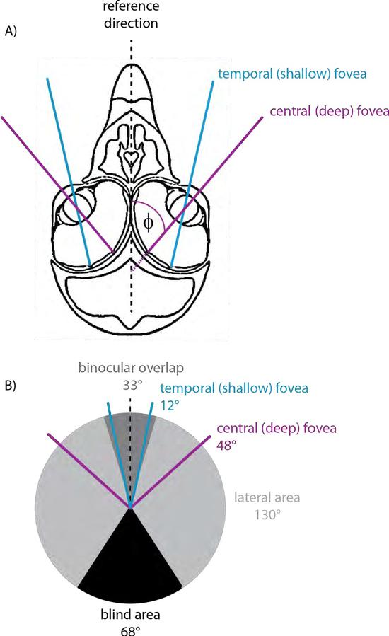 视网膜上的多个小凹，分别负责前方和侧面的视觉（图片来源于网络）