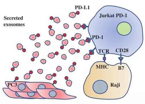 前列腺癌细胞释放含PD-L1蛋白的外泌体