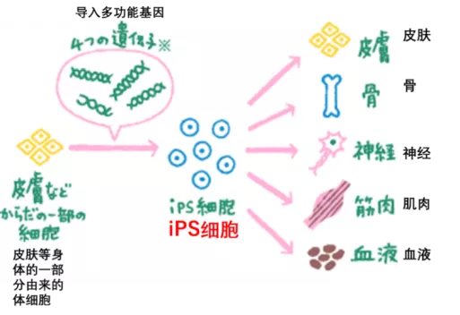  图片来源：https：//www.ds-pharma.co.jp/sukoyaka/conclusion/ips/index.html