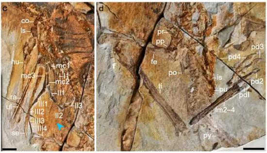 Fig.5 Longibrachium的局部图示图片来源：中国科学院古脊椎动物与古人类研究所 图a为颈部与肩带；图b为尾椎与尾综；图c为左前肢与膜性软组织；图d为骨盆与左后肢。